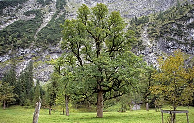 Bergahorn (Acer pseudoplatanus) - Großer Ahornboden