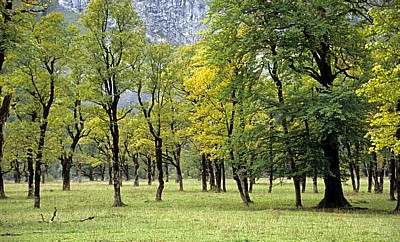 Bergahorn (Acer pseudoplatanus) - Großer Ahornboden