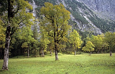 Bergahorn (Acer pseudoplatanus) - Großer Ahornboden