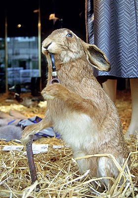 Schaufensterdekoration: Ausgestopfter Hase - Duderstadt