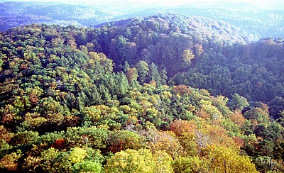 DDR: Blick von der Wartburg - Wald - Eisenach