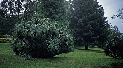 Botanical Garden - Vumba Mountains