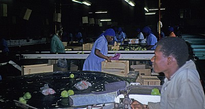 Commercial Farm: Obstproduktion (Verpackung) - Mutare