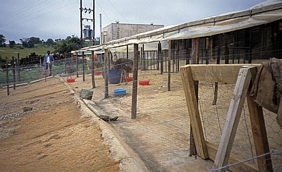 Commercial Farm: Straußenzucht - Mutare