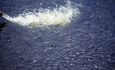 Commercial Farm: Forellenteich - Mutare