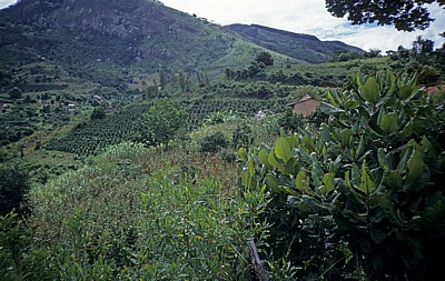 Landwirtschaft - Honde Valley