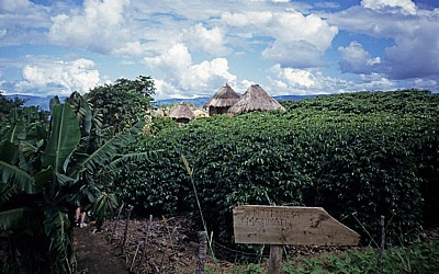 Kaffeeanbau - Honde Valley