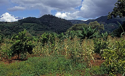Anbau suptropischer Früchte und Mais (mix cropping) - Chimanimani Mountains