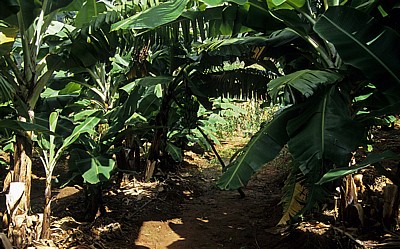 Bananenstauden - Chimanimani Mountains