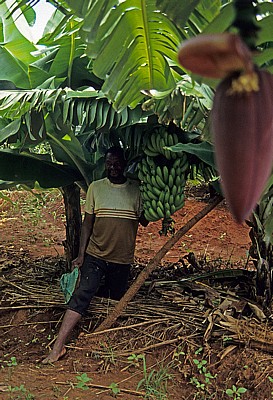 Ein Subsistenzbauer zeitg stolz seine Bananenerträge - Chimanimani Mountains