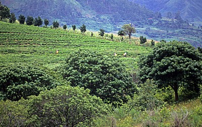 Teepflücker auf einer Teeplantage - Chimanimani Mountains
