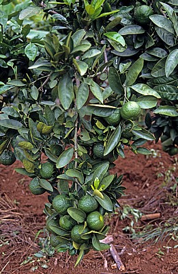 Mandarinenbaum mit Früchten - Chimanimani Mountains