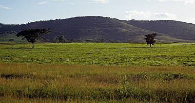 Teeplantage - Chimanimani Mountains