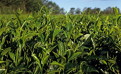 Teeplantage - Chimanimani Mountains