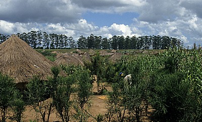 Bairro: Häuser und Vorgärten (mit Mais) - Chimoio