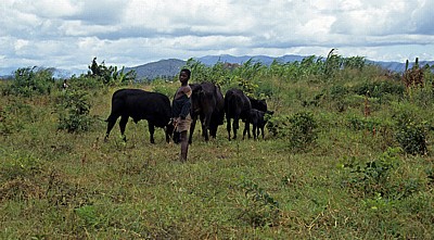 Ein Junge hütet eine Rinderherde - Sussundenga