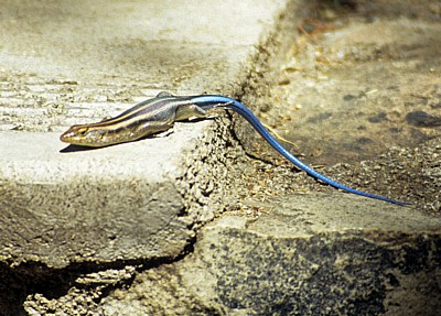 Blauschwanzskink (Trachylepis quinquetaeniata) - Nyanyadzi Hot Springs