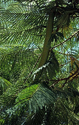 Akazienblätter (Mimosaceae) - Nyanyadzi Hot Springs