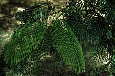 Akazienblätter (Mimosaceae) - Nyanyadzi Hot Springs