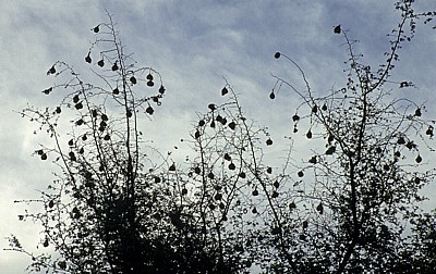 Webervögelnester - Nyanyadzi Hot Springs