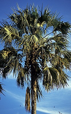Palme - Nyanyadzi Hot Springs