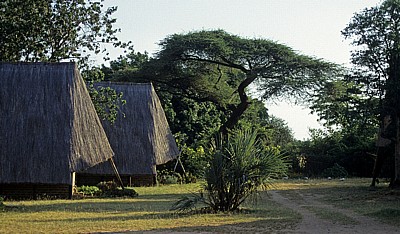 Schirmakazie (Acacia tortilis) - Nyanyadzi Hot Springs
