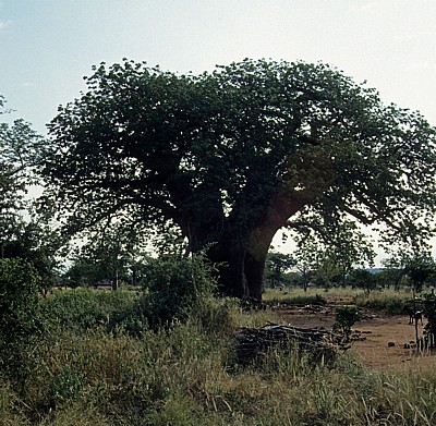 Baobab / Affenbrotbaum (Adansonia digitata) - Masvingo