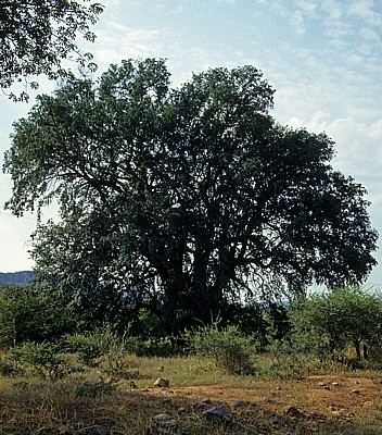 Baobab / Affenbrotbaum (Adansonia digitata) - Masvingo