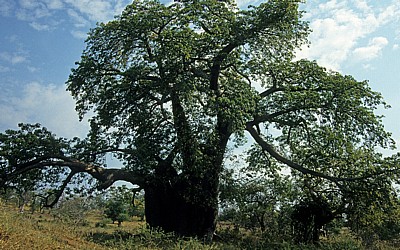 Baobab / Affenbrotbaum (Adansonia digitata) - Masvingo