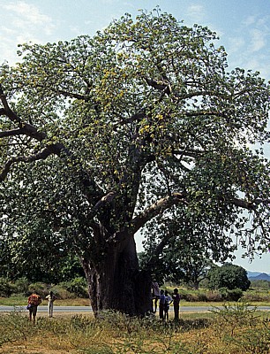 Baobab / Affenbrotbaum (Adansonia digitata) - Masvingo