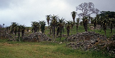 Ausgrabungsgelände: Aloen - Great Zimbabwe Ruins