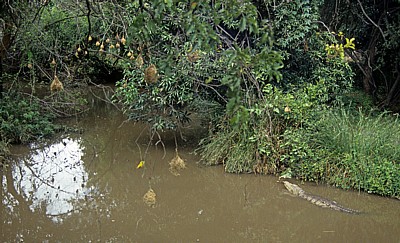 Crocodile Ranch: Krokodilteich mit Krokodil - Victoria Falls