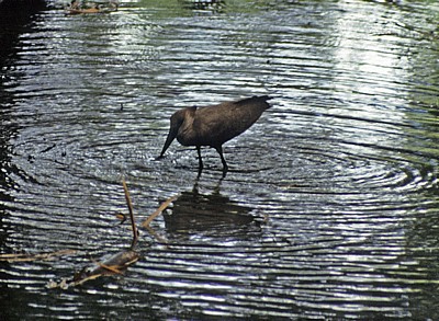 Hammerkopf (Scopus umbretta) - Victoria Falls