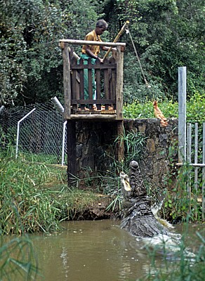Crocodile Ranch: Krokodilfütterung - Victoria Falls