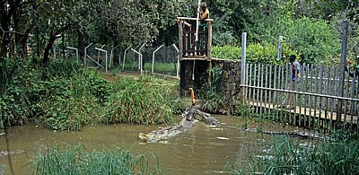 Crocodile Ranch: Krokodilfütterung - Victoria Falls