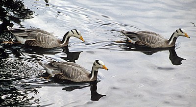 St James's Park: Streifengänse (Anser indicus) - London