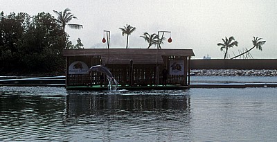 Sentosa - Palawan Beach: Delphin-Lagune - Buckeldelphin (Sousa chinensis) - Singapur