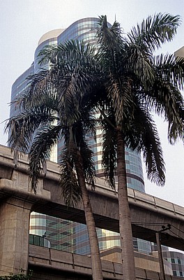 Palme vor dem Skytrain - Bangkok