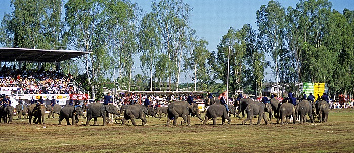 Elephant Round-up: Einmarsch der Elefanten zum Schulbesuch - Surin