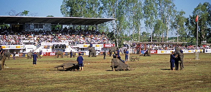 Elephant Round-up: Hinlegen - Surin