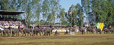Elephant Round-up: Elefanten schieben Handkarren - Surin