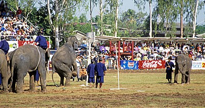 Elephant Round-up: Elefanten beim Basketball - Surin