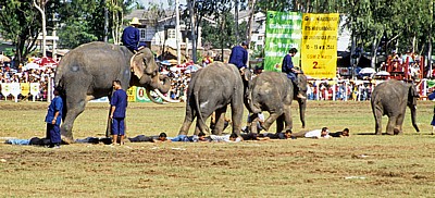 Elephant Round-up: Hindernislauf über Freiwillige - Surin