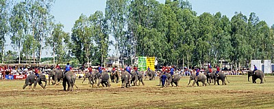 Elephant Round-up: Elefantenfußball - Surin