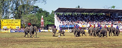 Elephant Round-up: Elefantenfußball - Tor? - Surin