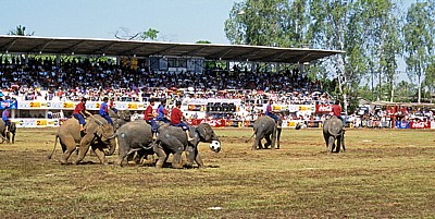 Elephant Round-up: Elefantenfußball - Surin