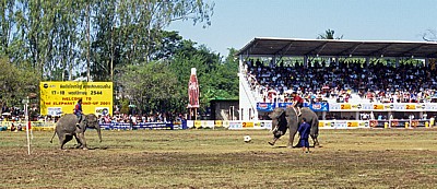 Elephant Round-up: Elefantenfußball - Tor? - Surin