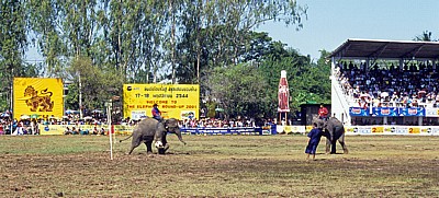 Elephant Round-up: Elefantenfußball - Tor! - Surin