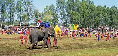 Elephant Round-up: Schlacht - Surin