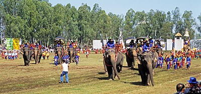 Elephant Round-up - Surin